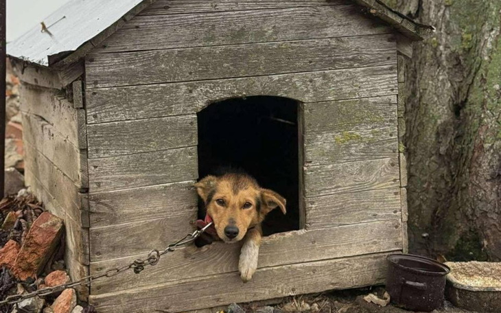 Szczeniak w budzie, wygląda na smutnego i spragnionego uwagi.
