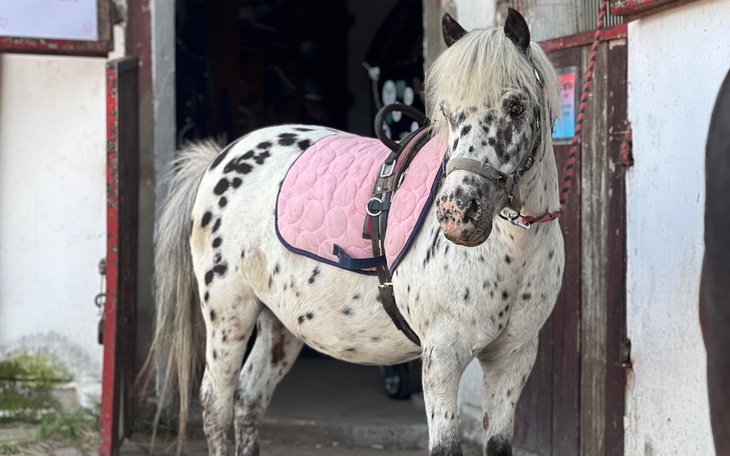 Kucyk w różowym siodle stojący przy drzwiach stajni.