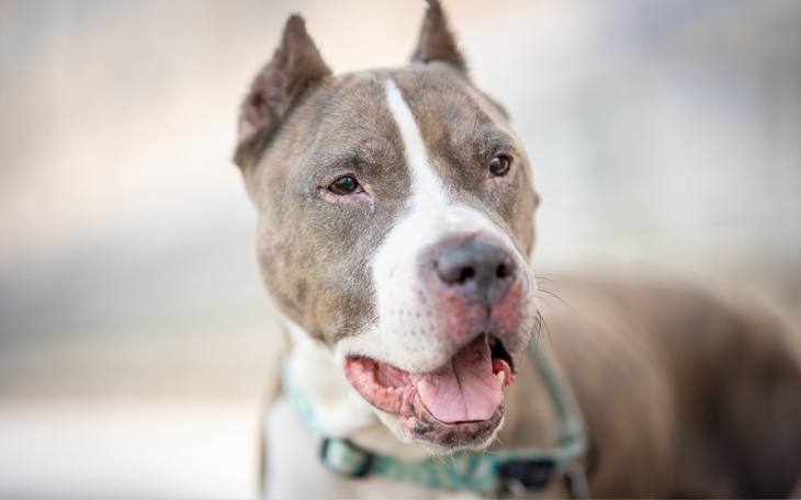 Zbiórka By ratować życie Zara - zdjęcie główne