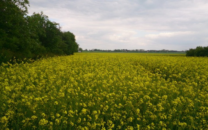 Zbiórka Jabłoniowy sad - zdjęcie główne