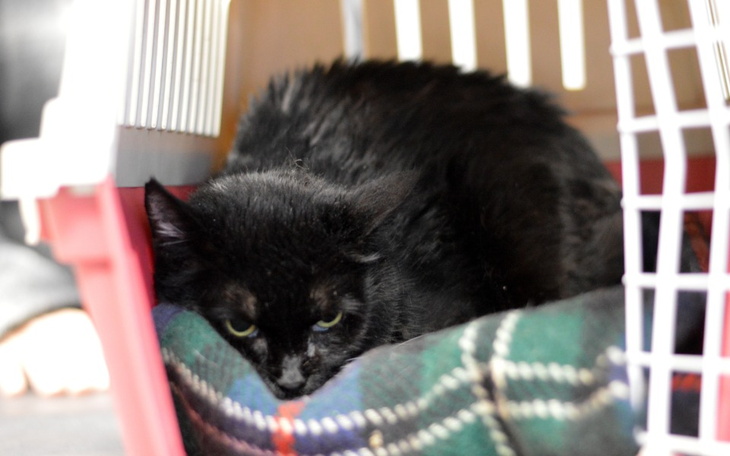 Zbiórka Usunięcie zębów Szyszki - zdjęcie główne