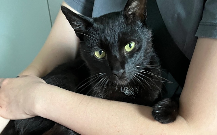 Zbiórka Kajtuś walczy z FIP, pomóżcie - zdjęcie główne