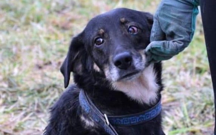 Zbiórka Ogonka i Rino chcą do domu! - zdjęcie główne