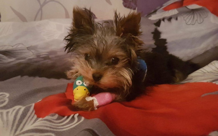 Zbiórka Operacja Pepe - zdjęcie główne