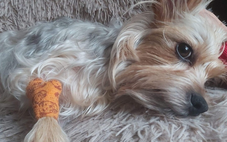 Zbiórka Ratujemy Iryska - zdjęcie główne