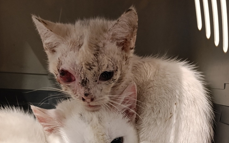 Chory kot z uszkodzeniami na głowie, leżący obok innego kota.