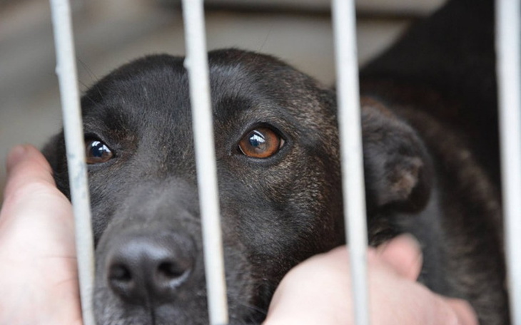 Zbiórka Uratujmy psy przed wirusami - zdjęcie główne