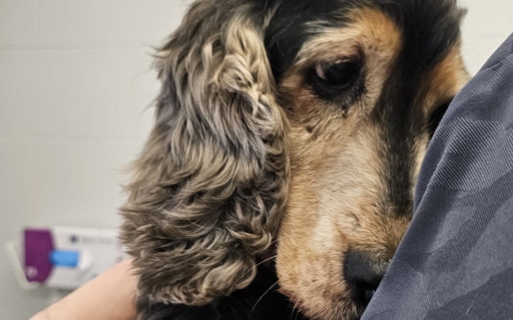 Zbiórka Spanielka wyrzucona na Święta - zdjęcie główne