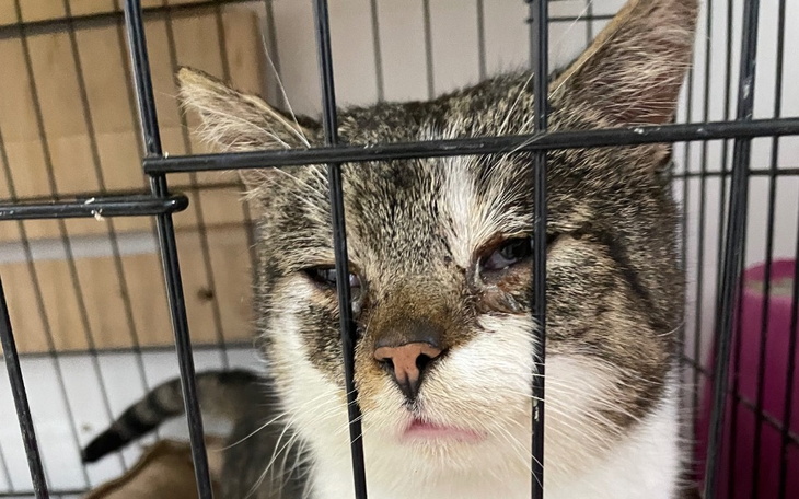 Kot w klatce, z wyrazem smutku na twarzy.