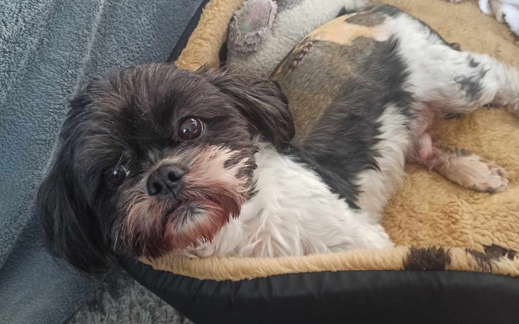 Zbiórka Walczymy o sprawność Amorka - zdjęcie główne