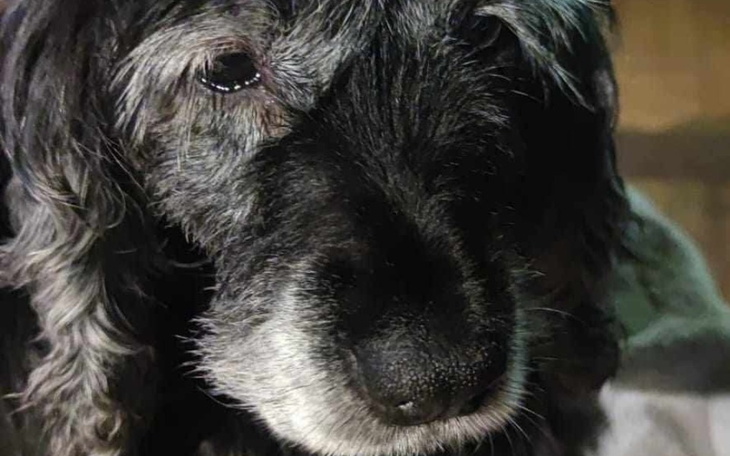 Starszy pies z siwym futrem, patrzący w obiektyw.