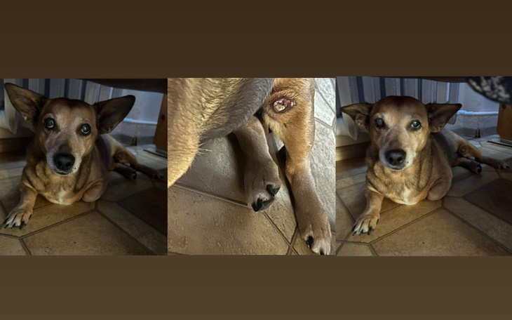 Zbiórka Zbiórka na raka Diany - zdjęcie główne