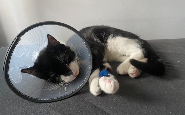 Zbiórka Pupa kimczaka - zdjęcie główne