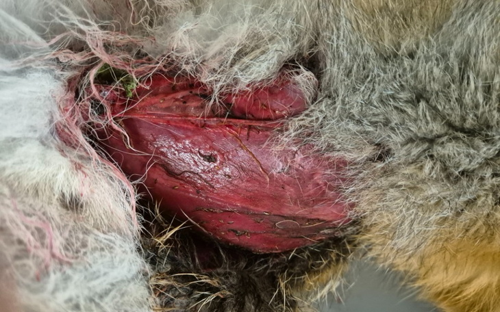 Zbiórka Dla oskórowanego liska - zdjęcie główne