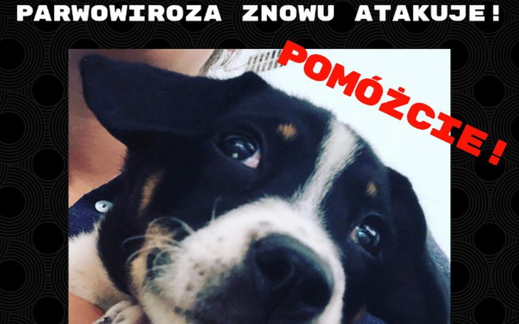 Zbiórka Mimi walczy z parwowirozą! - zdjęcie główne