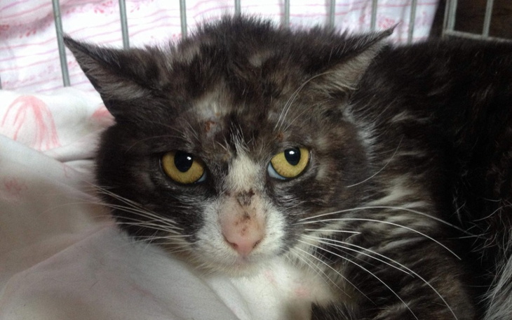 Zbiórka Woliera dla bezdomnych kociaków - zdjęcie główne