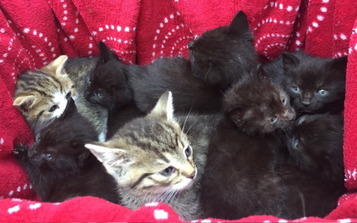 Zbiórka 24 potrzebujące kociaki - zdjęcie główne