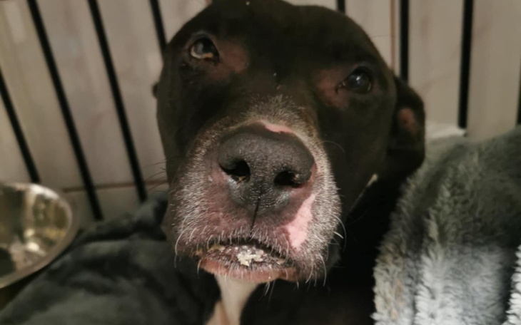 Pies z wyrazem smutku, leżący na miękkim kocu.