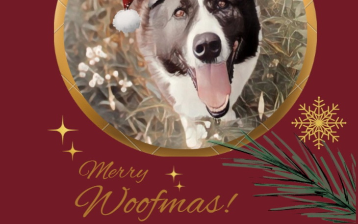 Zbiórka Świąteczna Pomoc Psom z DamCiDom - zdjęcie główne