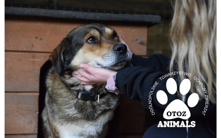 Pies w schronisku, otrzymujący czułość od opiekuna.