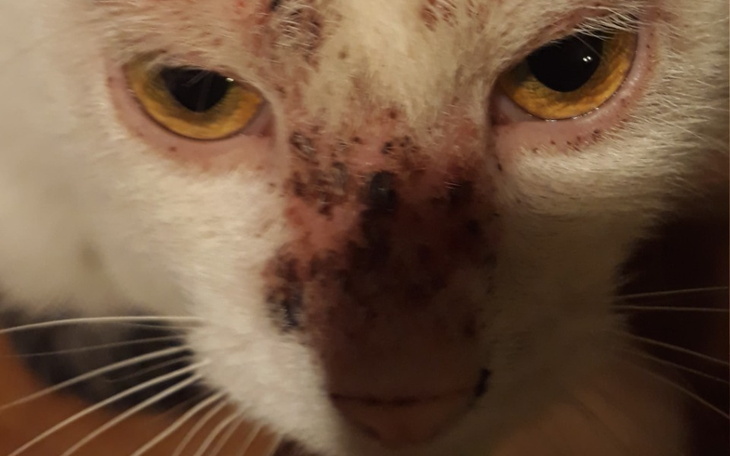 Zbiórka Proszę o Pomoc dla KOCICH BRACI - zdjęcie główne