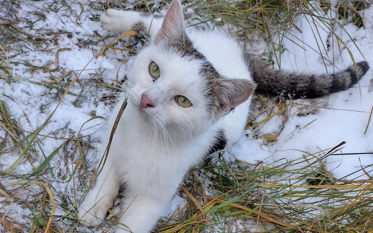 Zbiórka Świąteczno-zimowa zbiórka - zdjęcie główne
