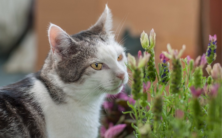 Zbiórka Mruczarnia wrzesień 2024 - zdjęcie główne