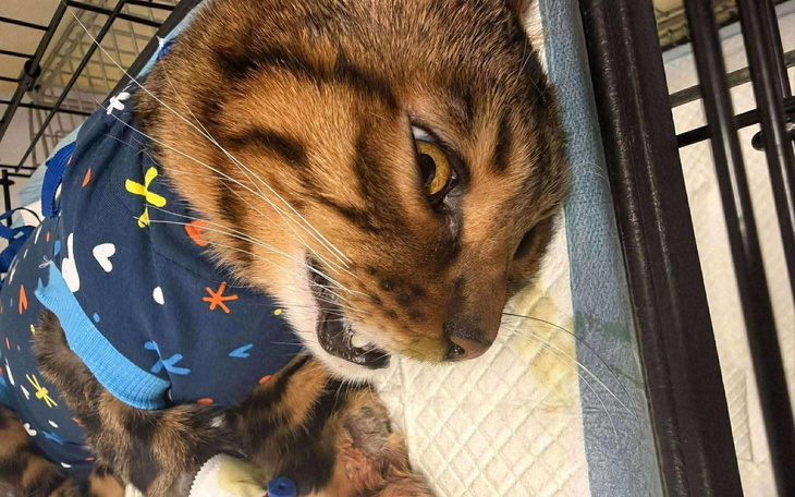 Kot w kolorowej koszulce leżący na łóżku.