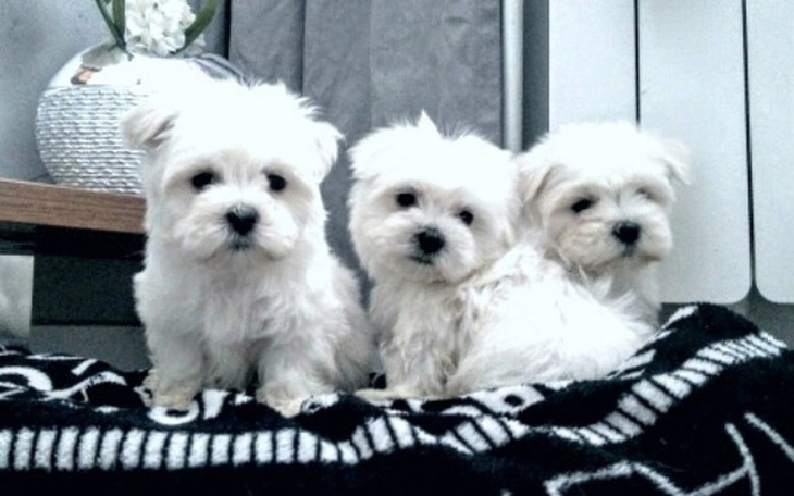 Zbiórka Proszę o maltańczyka 😘 - zdjęcie główne