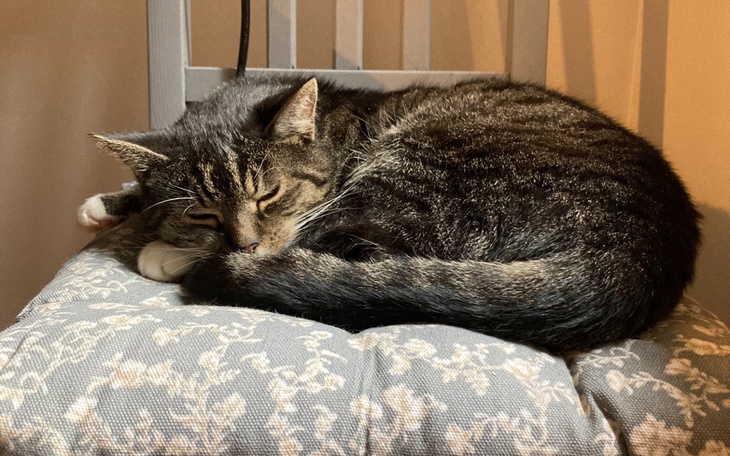 Kot śpiący na poduszce, zrelaksowany i spokojny.