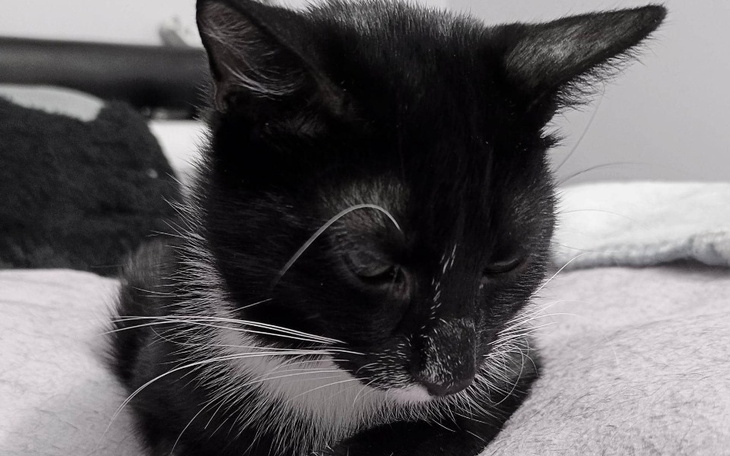 Zbiórka Amorek znów walczy ze śmiercią - zdjęcie główne