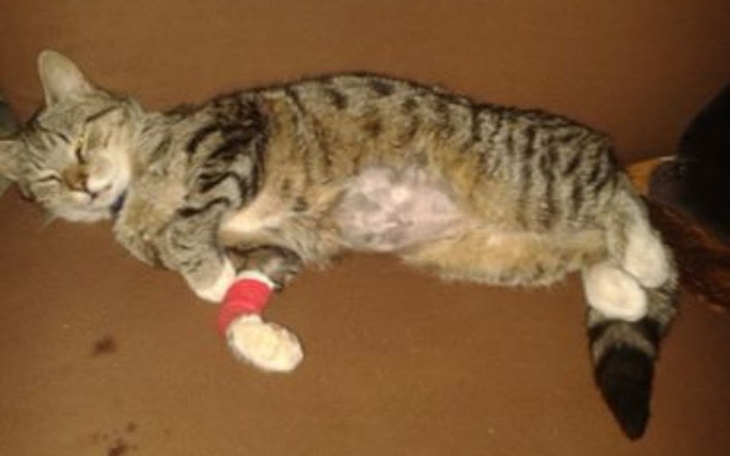 Zbiórka Operacja Kociaka - zdjęcie główne