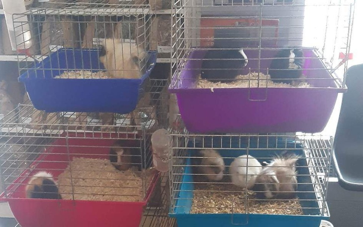 Zbiórka Uratujmy świnki z pseudohodowli - zdjęcie główne
