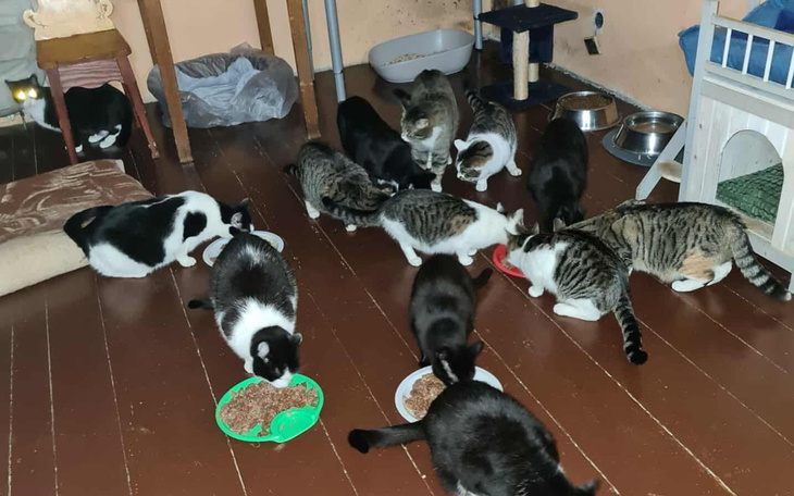 Grupa kotów jedzących z misek w pomieszczeniu.