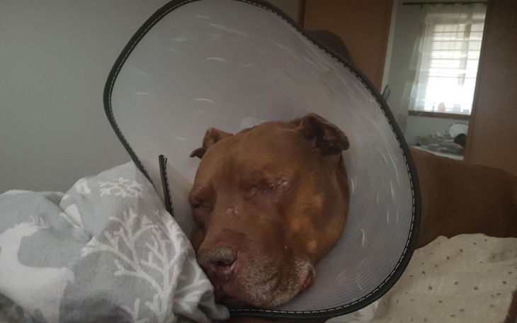 Zbiórka AN-Lusia - zdjęcie główne