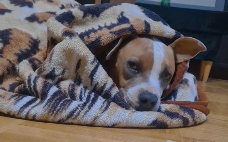 Zbiórka Molly - pies o smoczym sercu - zdjęcie główne