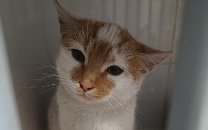 Kot z białym i pomarańczowym futrem, patrzący w obiektyw.