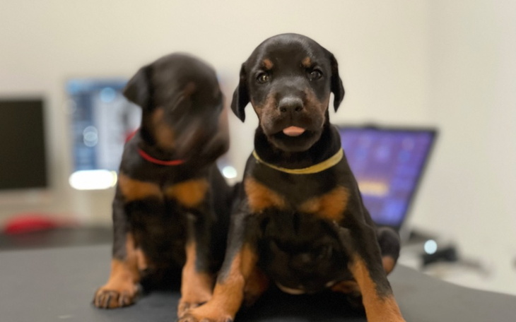 Zbiórka 4 tyg dobermanki z WADĄ SERDUCHA - zdjęcie główne