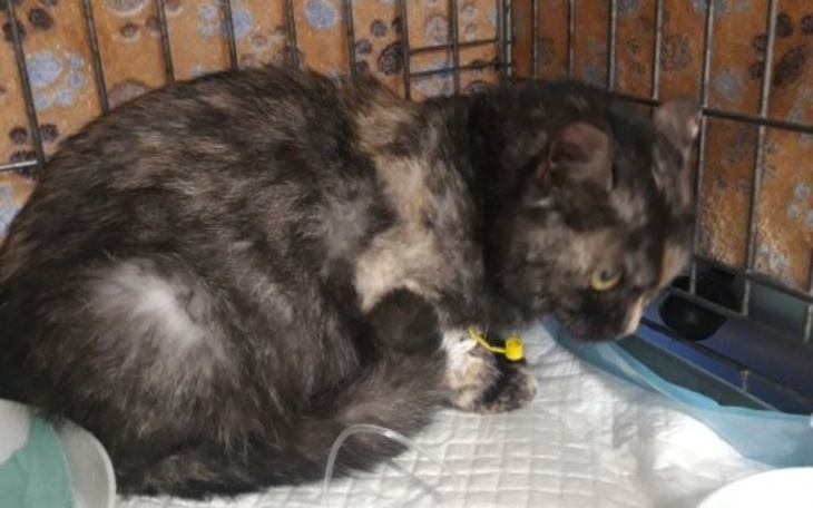 Zbiórka Ratunek dla Tusi - zdjęcie główne