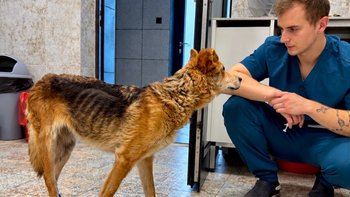 Zbiórka Ratunek dla niewidomej Gwiazdki - miniaturka zdjęcia