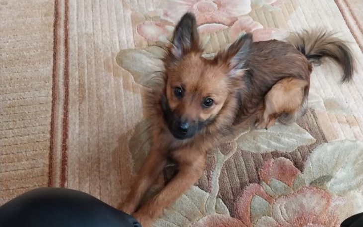 Mały piesek siedzący na dywanie, z ciekawym spojrzeniem.