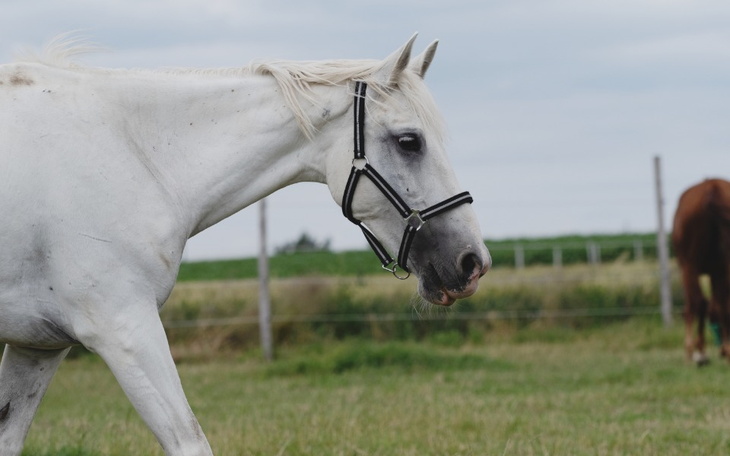 Biały koń spacerujący po zielonym pastwisku.