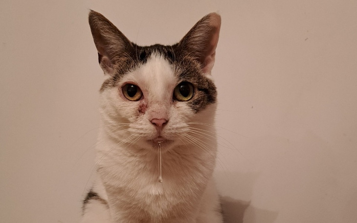 Zbiórka Duszka Was potrzebuje - zdjęcie główne