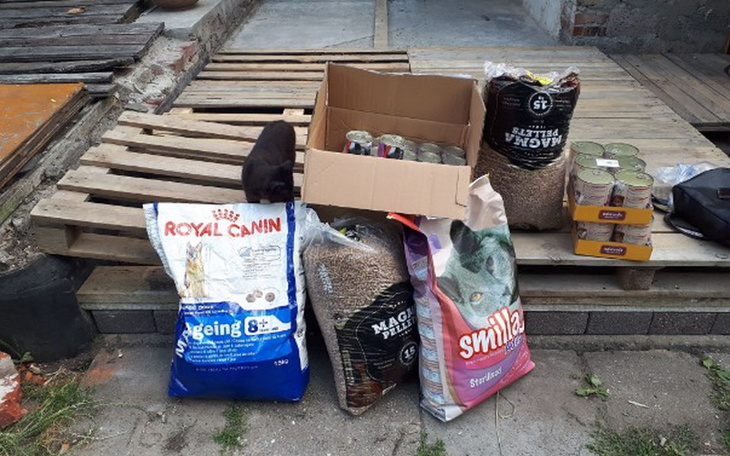 Zbiórka POMOC kociemu stadu Pani Krysi! - zdjęcie główne