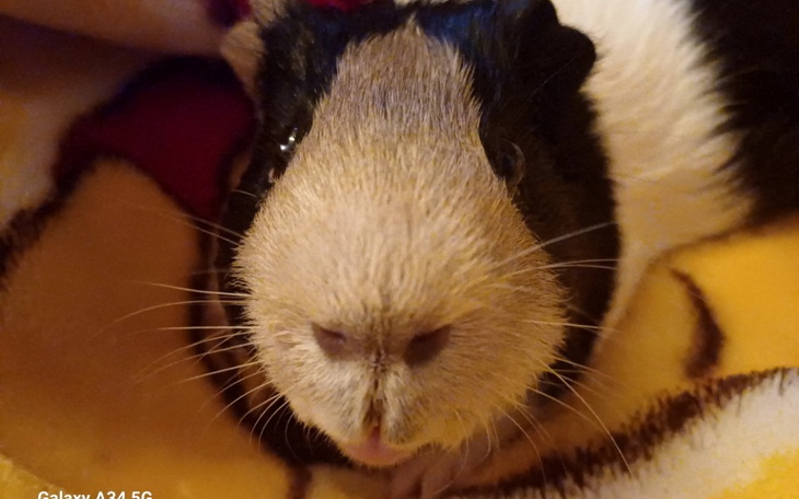 Zbiórka Operacja świnki - zdjęcie główne