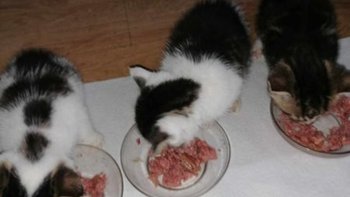 Zbiórka Pomoc zwierzętom Stowarzyszenia - miniaturka zdjęcia