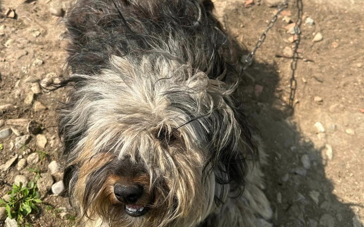 Zbiórka 5 KG na łańcuchu i 5 KG filcu - zdjęcie główne