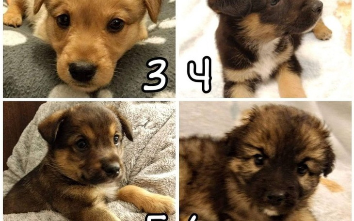 Zbiórka Piesełki w potrzebie - zdjęcie główne