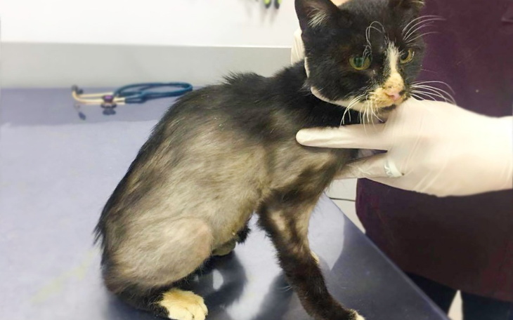 Zbiórka Isia - zdjęcie główne