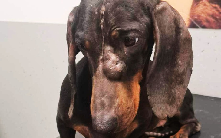 Smutny pies rasy dachshund, siedzący na stole.